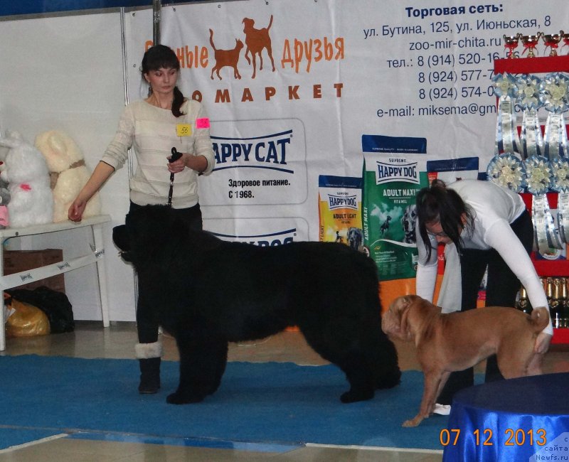 Фото: ньюфаундленд Mister Forte Impressione (Мистер Форте Импрессионе)