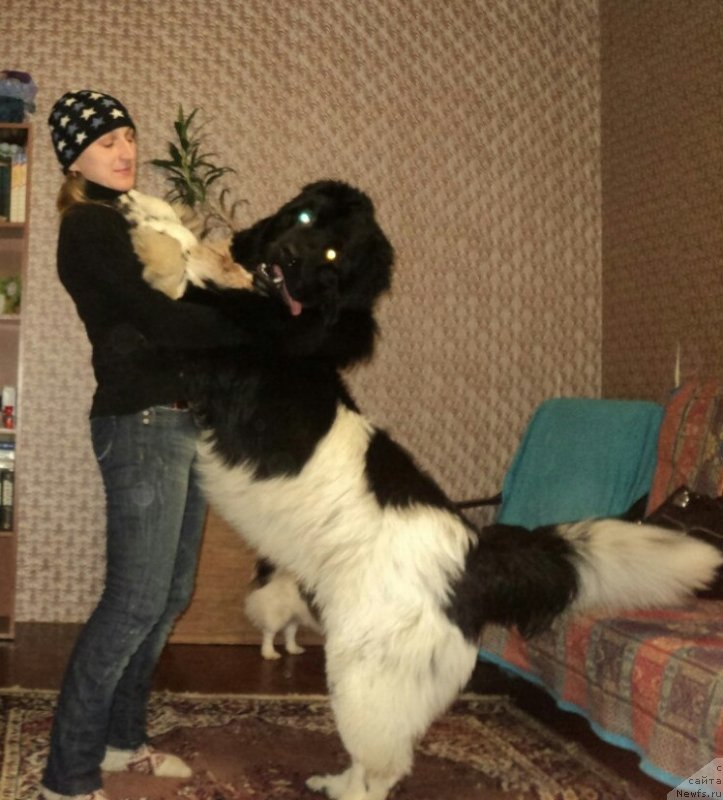 Фото: ньюфаундленд Plushevaya Panda Ferrero Rond Noir (Плюшевая Панда Ферреро Ронд Нуар)