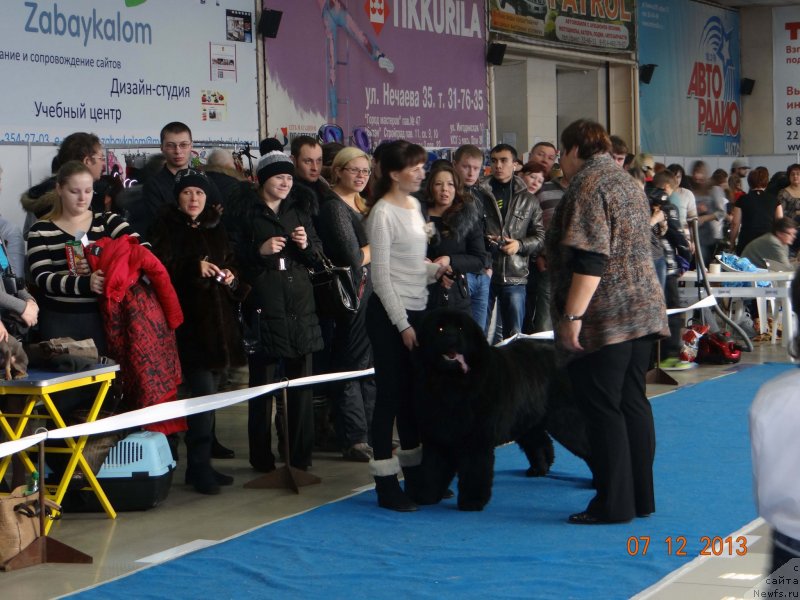 Фото: ньюфаундленд Mister Forte Impressione (Мистер Форте Импрессионе)