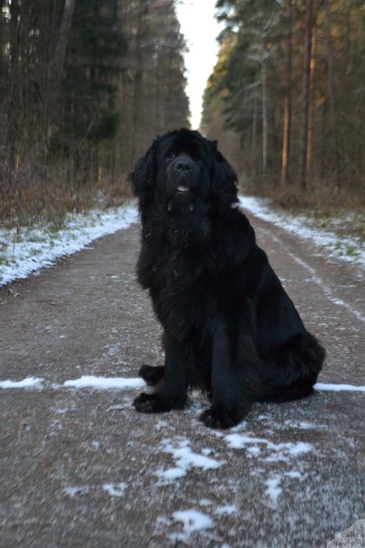 Фото: ньюфаундленд Myedjikal Oushen Evdokiya (Мэджикал Оушен Евдокия)