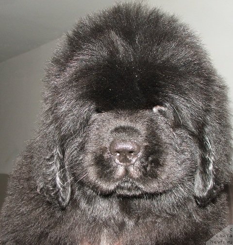 Фото: ньюфаундленд Plushevaya Panda Esfera Beautiful (Плюшевая Панда Эсфера Беаутифул)