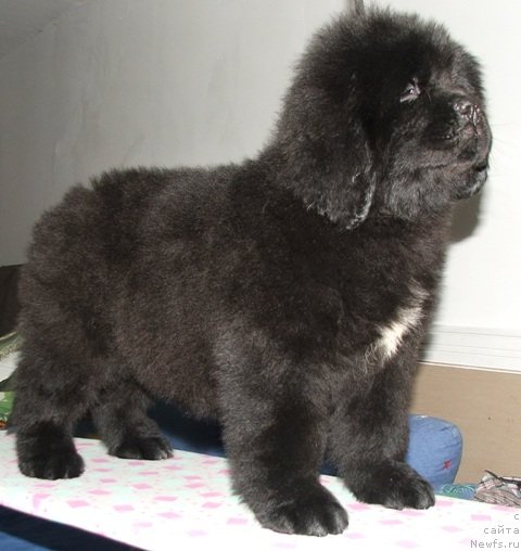 Фото: ньюфаундленд Plushevaya Panda Esfera Beautiful (Плюшевая Панда Эсфера Беаутифул)