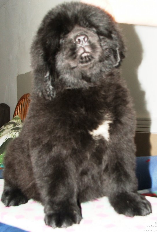 Фото: ньюфаундленд Plushevaya Panda Esfera Beautiful (Плюшевая Панда Эсфера Беаутифул)