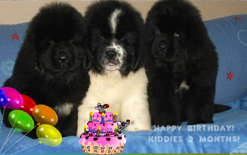 Фото: ньюфаундленд Plushevaya Panda Emporio Еlegans (Плюшевая Панда Эмпорио Элегансе), ньюфаундленд Plushevaya Panda Evian (Плюшевая Панда Эвиан), ньюфаундленд Plushevaya Panda Esfera Beautiful (Плюшевая Панда Эсфера Беаутифул)