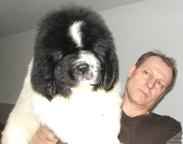 Фото: ньюфаундленд Plushevaya Panda Evian (Плюшевая Панда Эвиан)