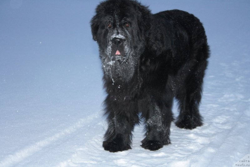 Фото: ньюфаундленд Fortuna of Giant's Island