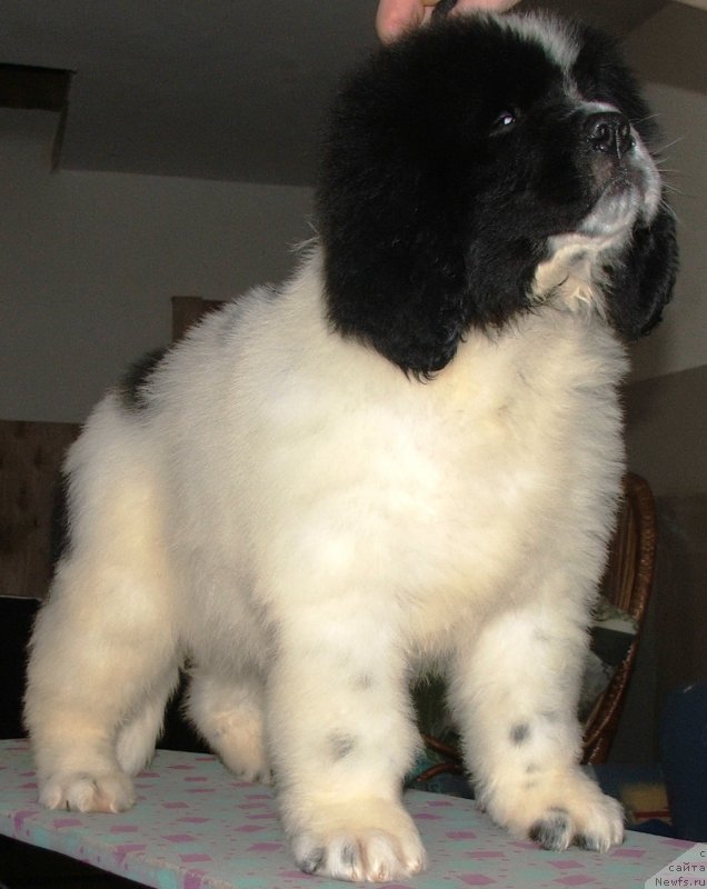 Фото: ньюфаундленд Plushevaya Panda Evian (Плюшевая Панда Эвиан)