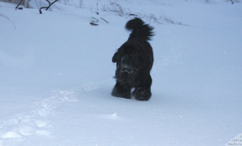 Фото: ньюфаундленд YAntarnaya Mechta (Янтарная Мечта)