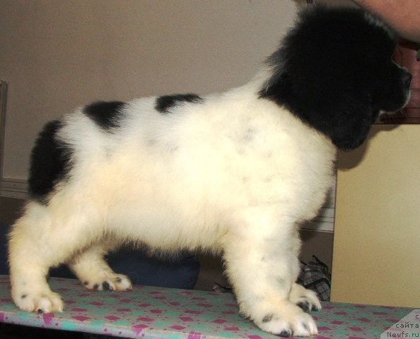 Фото: ньюфаундленд Plushevaya Panda Evian (Плюшевая Панда Эвиан)