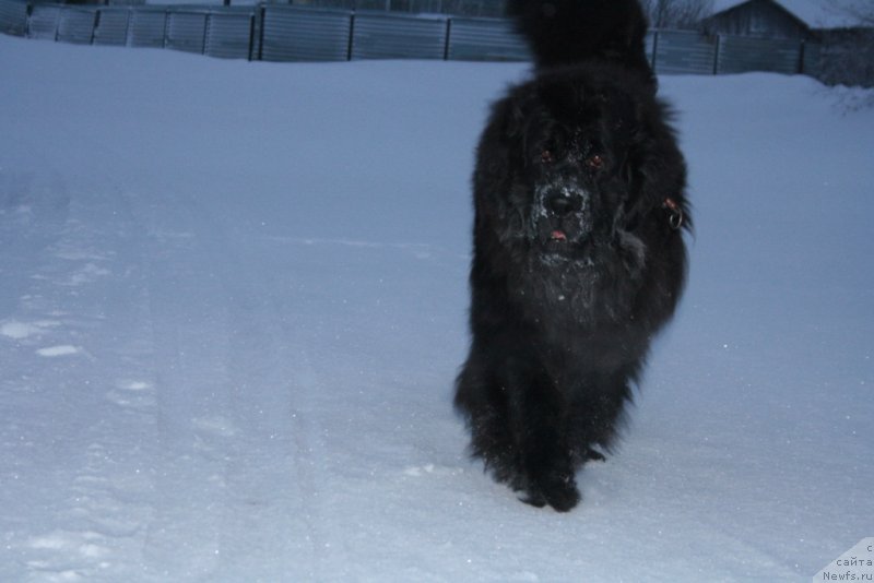 Фото: ньюфаундленд Gloriya Grand Blek (Глория Гранд Блек)