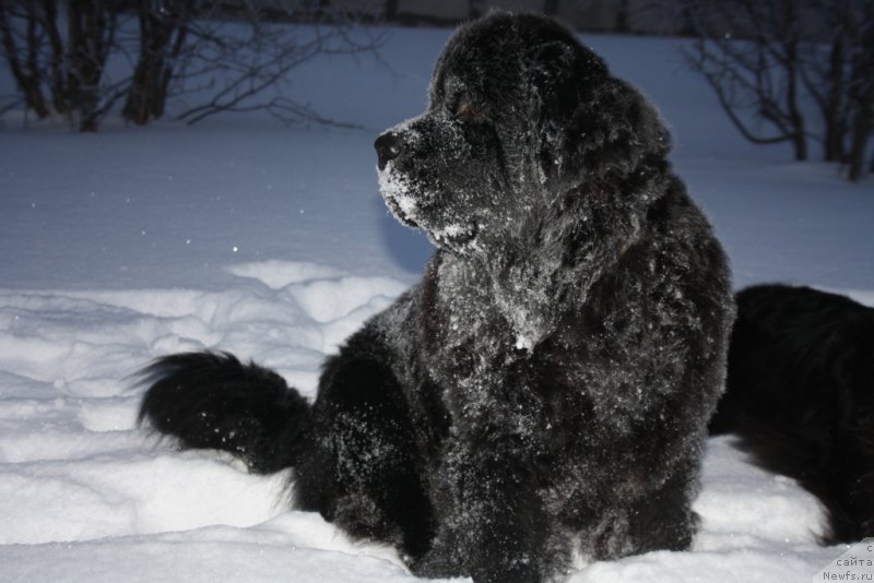 Фото: ньюфаундленд YAntarnaya Mechta (Янтарная Мечта)