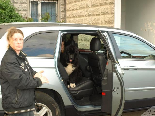 Фото: ньюфаундленд Piternyuf Zhit' Horosho (Питерньюф Жить Хорошо)