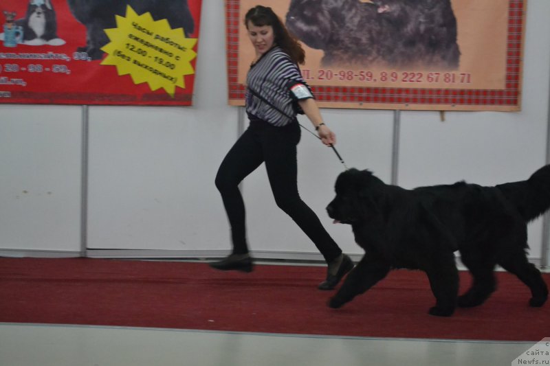 Фото: ньюфаундленд Akvatoriya Kelvin Tomnaya Zara (Акватория Келвин Томная Зара)