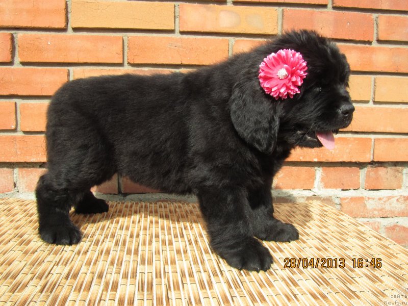 Фото: ньюфаундленд Biata Niks (Биата Никс)