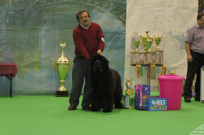 Фото: ньюфаундленд Cayuga Mescalero, Aleksandr Krasin'kov (Александр Красиньков)