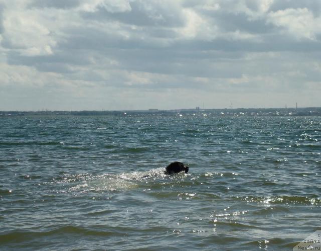 Фото: ньюфаундленд Mag Ispolin Infanta (Маг Исполин Инфанта)