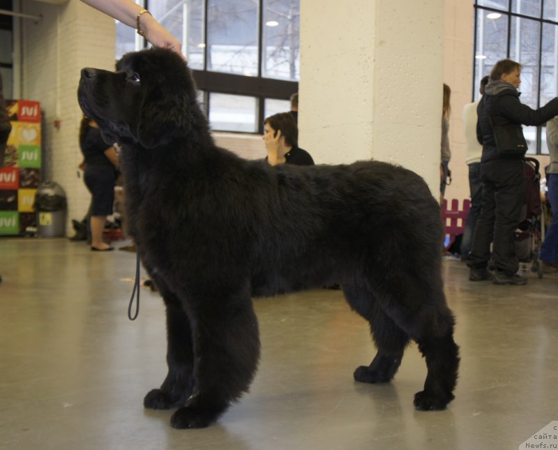 Фото: ньюфаундленд Smigar Legenda Vesny (Смигар Легенда Весны)