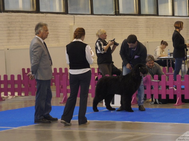 Фото: ньюфаундленд Smigar Legenda Vesny (Смигар Легенда Весны)