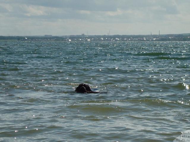 Фото: ньюфаундленд Mag Ispolin Infanta (Маг Исполин Инфанта)