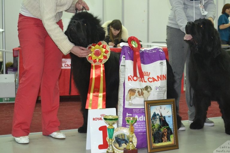 Фото: ньюфаундленд Njufort Natali (Ньюфорт Натали)