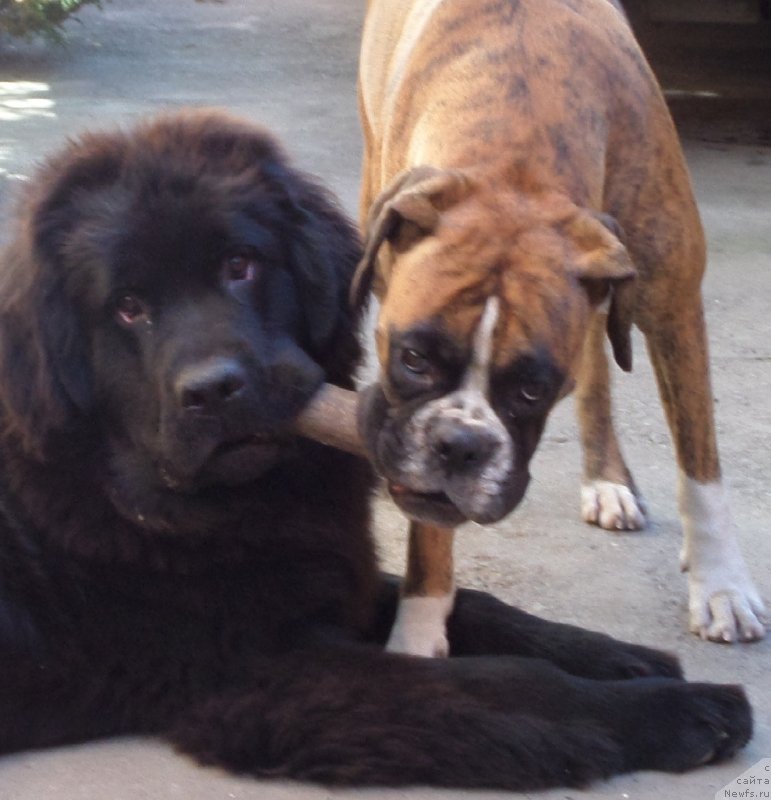 Фото: ньюфаундленд Chrezvychaynaya Chayn s Berega Dona (Чрезвычайная Чайн с Берега Дона), и, Вараух HVста