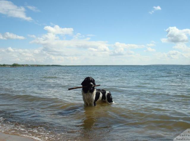 Фото: ньюфаундленд Mag Ispolin Infanta (Маг Исполин Инфанта)