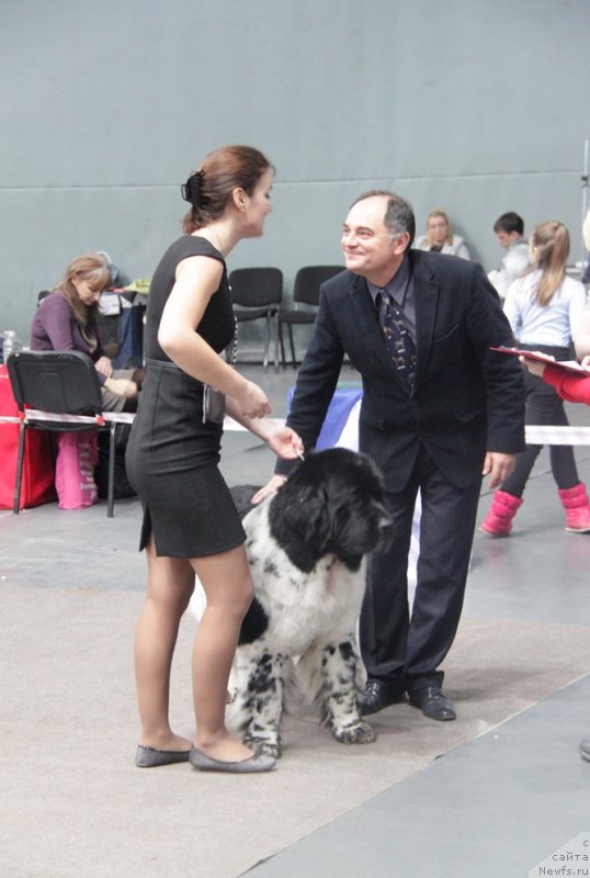 Фото: ньюфаундленд Super Bizon Argo (Супер Бизон Арго), Kseniya Novikova (Ксения Новикова)