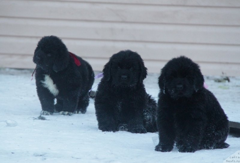 Фото: ньюфаундленд Sibirochka Super Star (Сибирочка Супер Стар)