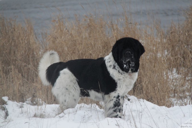 Фотография № 140565