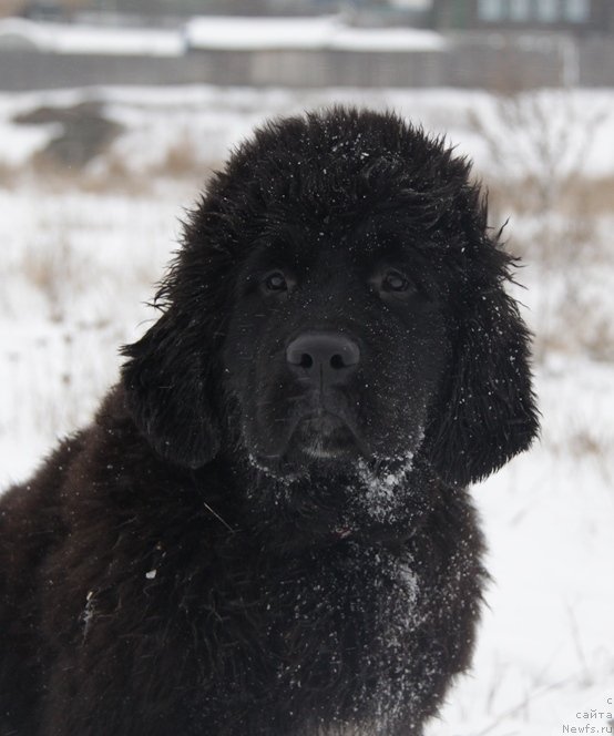 Фото: ньюфаундленд Akvian Song Lavatera (Аквиан Сонг Лаватера)