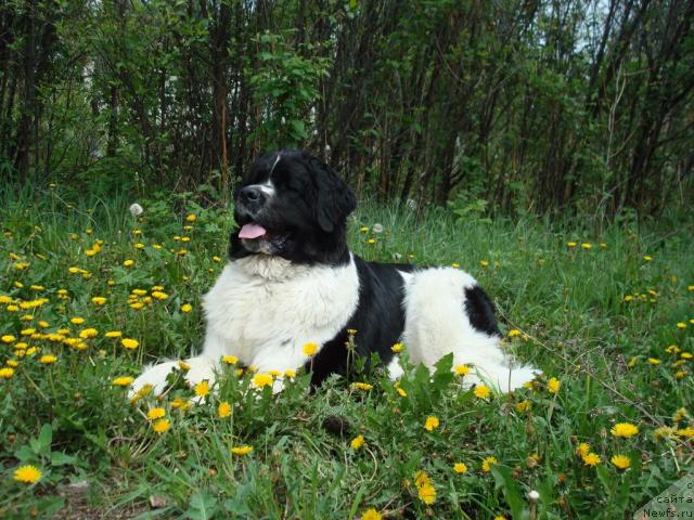 Фото: ньюфаундленд Mag Ispolin Infanta (Маг Исполин Инфанта)