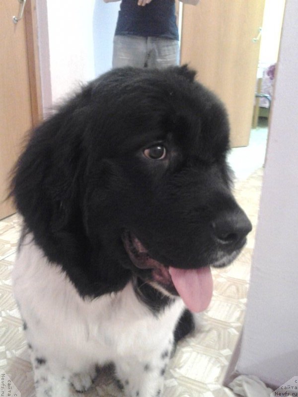 Фото: ньюфаундленд Fiamettahauz Sadira (Фиаметтахауз Садира)