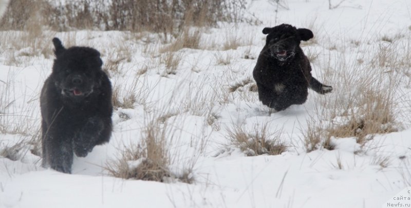 Фото: ньюфаундленд Akvian Song Lavatera (Аквиан Сонг Лаватера), ньюфаундленд Akvian Song Lars Berger (Аквиан Сонг Ларс Бергер)