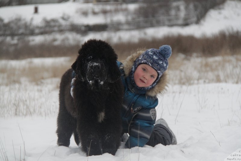 Фото: ньюфаундленд Akvian Song Lars Berger (Аквиан Сонг Ларс Бергер), и Дима.