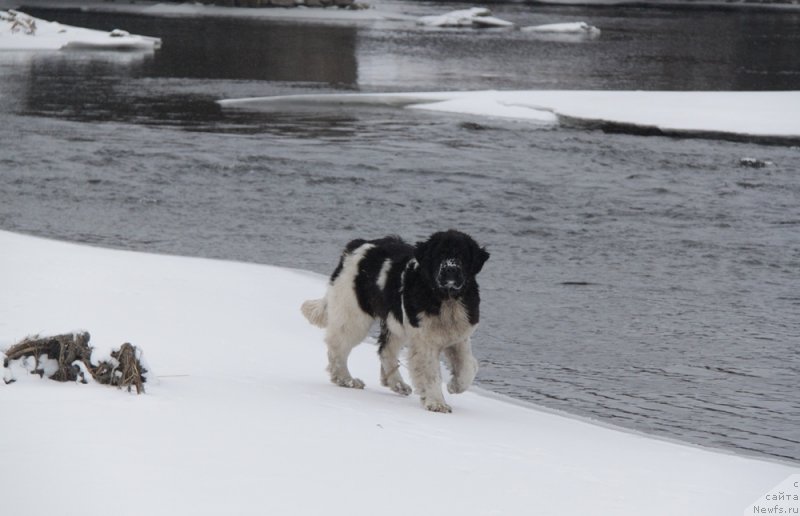 Фото: ньюфаундленд Akvian Song Kiss from Rouz (Аквиан Сонг Кисс Фром Роуз)