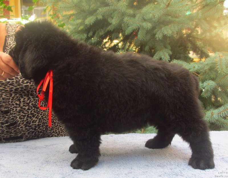 Фото: ньюфаундленд Gem Of YUnivers (Гем Оф Юниверс)