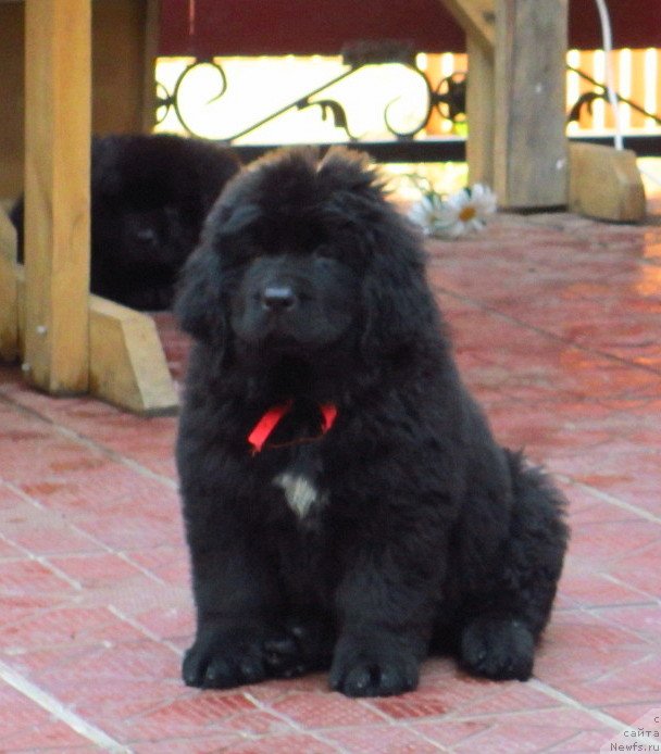 Фото: ньюфаундленд Gem Of YUnivers (Гем Оф Юниверс)