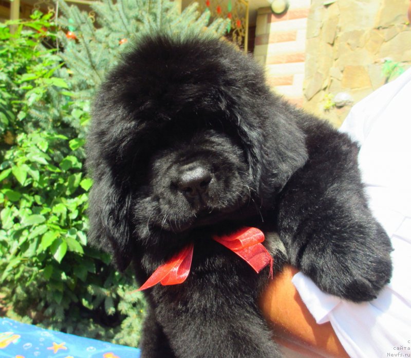 Фото: ньюфаундленд Gem Of YUnivers (Гем Оф Юниверс)