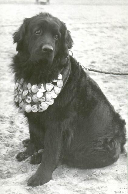 Фото: ньюфаундленд Hristina (Христина)