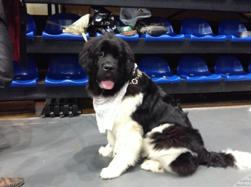 Фото: Аквиан Сонг Кроун Роял