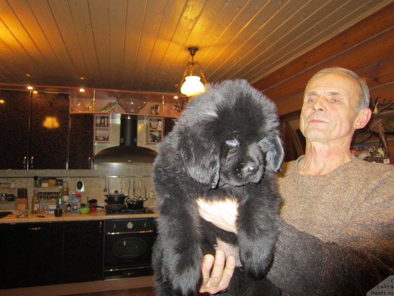 Фото: ньюфаундленд Zakariya Aisha Imperskaya (Закария Аиша Имперская)