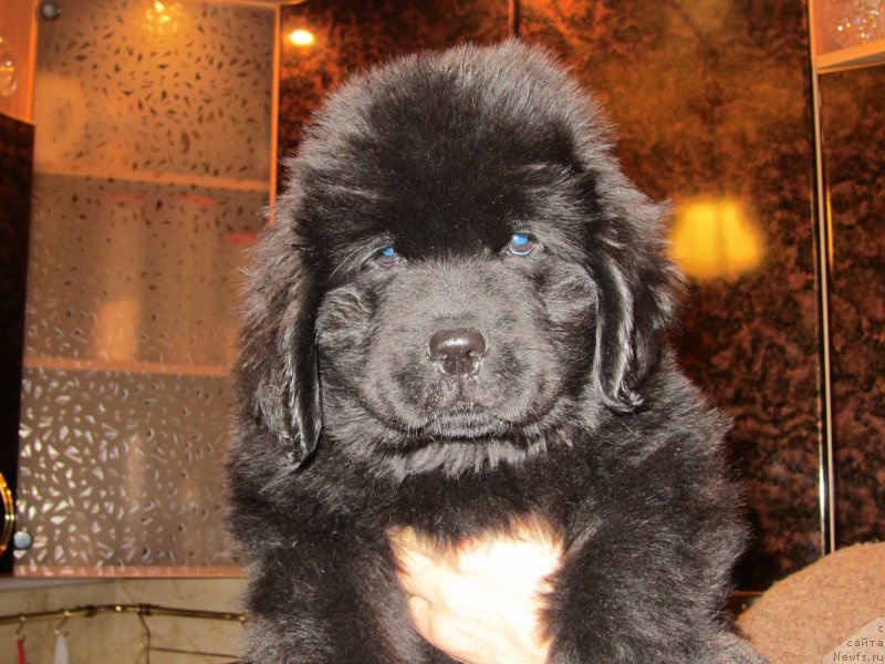 Фото: ньюфаундленд Zakariya Aisha Imperskaya (Закария Аиша Имперская)