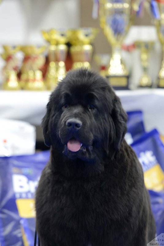 Фото: ньюфаундленд Skazochnaya Kroha Naomi CHernaya Jemchujina (Сказочная Кроха Наоми Черная Жемчужина)