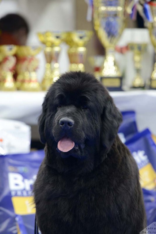 Фото: ньюфаундленд Skazochnaya Kroha Naomi CHernaya Jemchujina (Сказочная Кроха Наоми Черная Жемчужина)