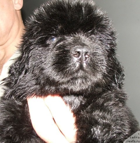 Фото: ньюфаундленд Plushevaya Panda Eden Classic (Плюшевая Панда Эден Классик)