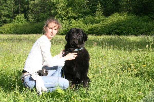 Фото: ньюфаундленд Drive Me Crazy of Apachee's Home, YUliya Naumova (Юлия Наумова)