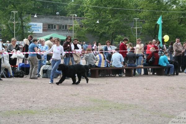 Фото: ньюфаундленд Drive Me Crazy of Apachee's Home, YUliya Naumova (Юлия Наумова)