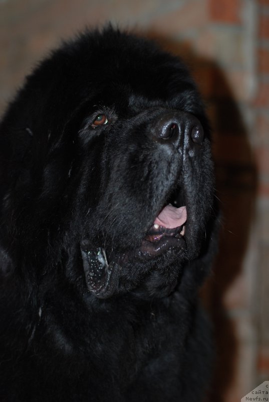 Фото: ньюфаундленд Midnight Lady's Scream at Mississippi-Missouri