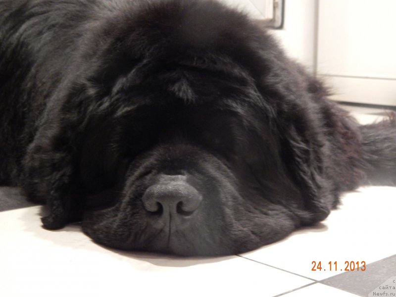 Фото: ньюфаундленд Pchiolkin Dom Veniamin (Пчёлкин Дом Вениамин)