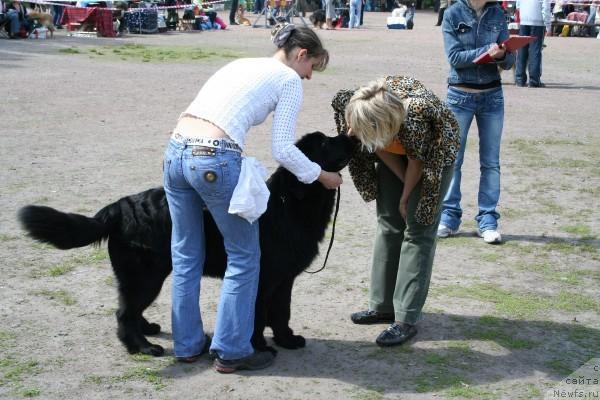 Фото: ньюфаундленд Drive Me Crazy of Apachee's Home, YUliya Naumova (Юлия Наумова)